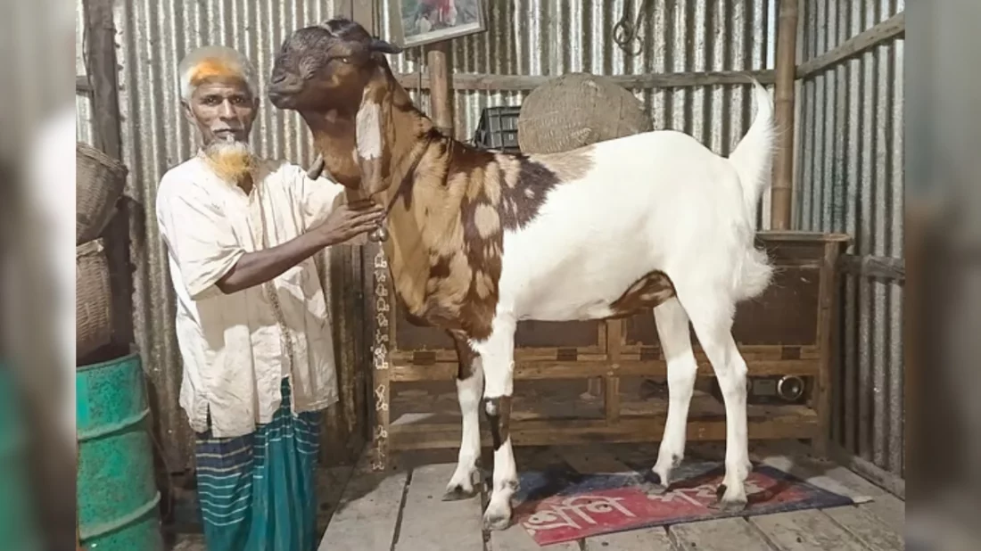 কম্বল বিছিয়ে ঘুমায় ‘নবাব সিরাজউদ্দৌলা’, গোসলের পর গায়ে দেয় বেলী ফুলের তেল