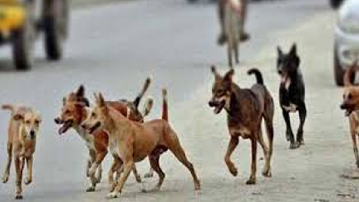 ফরিদপুরে পাগলা কুকুরের কামড়ে শিশুসহ আহত ১১