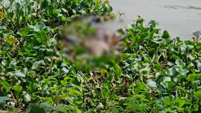 পদ্মা নদী থেকে মরদেহ উদ্ধার, ৫ খুনের ঘাতক ফোরকানের বলে ধারণা পুলিশের