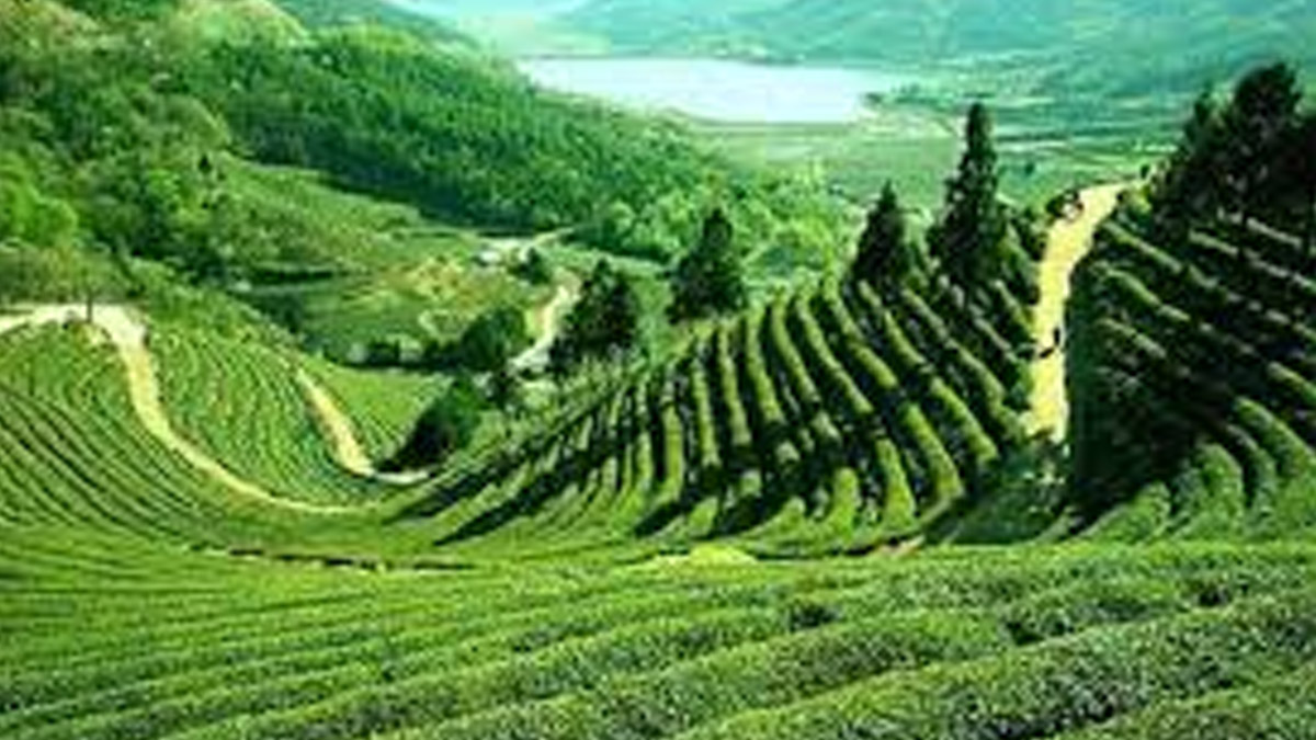 বৃষ্টিতে সবুজ–সতেজ শ্রীমঙ্গলের চা–বাগান