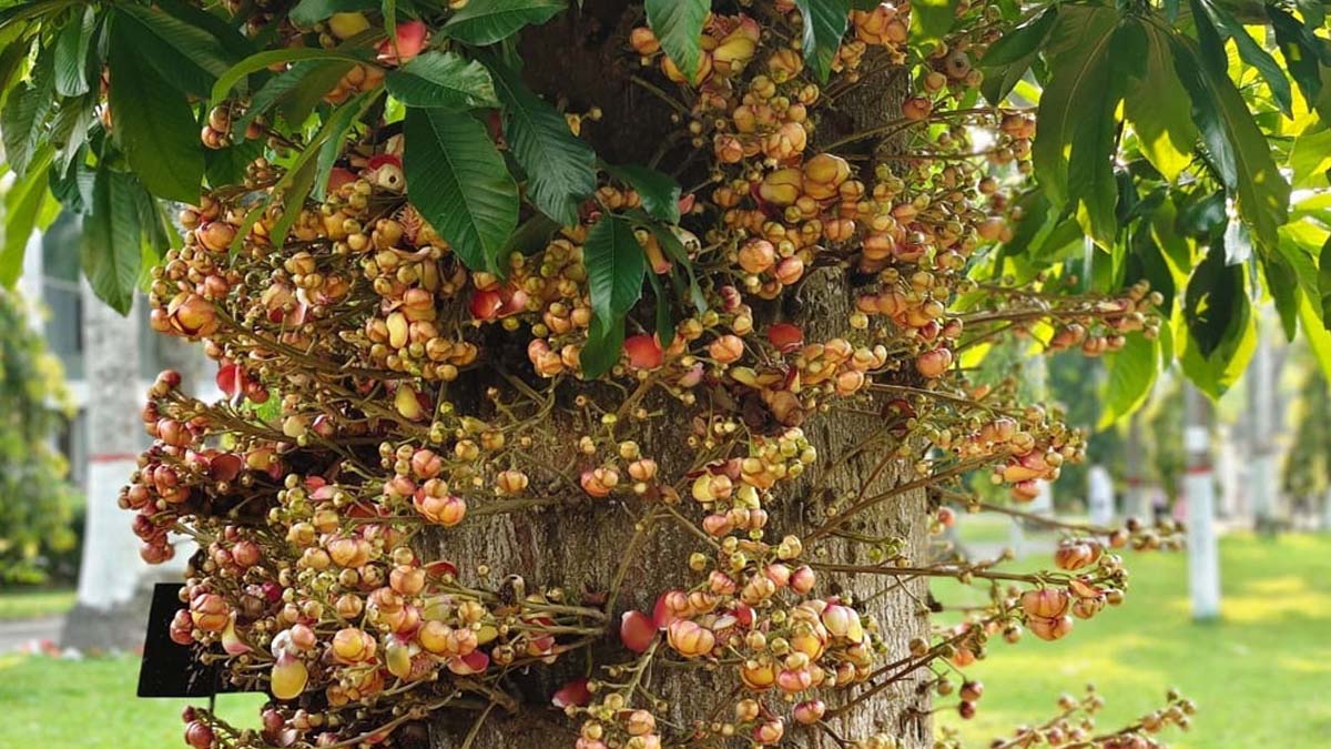 নাগলিঙ্গমের টানে শ্রীমঙ্গলে ভিড়