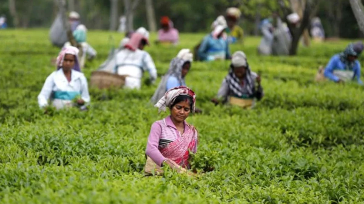 প্রভিডেন্ট ফান্ডের শত কোটি টাকা বকেয়া, অনিশ্চয়তায় চা শ্রমিকরা
