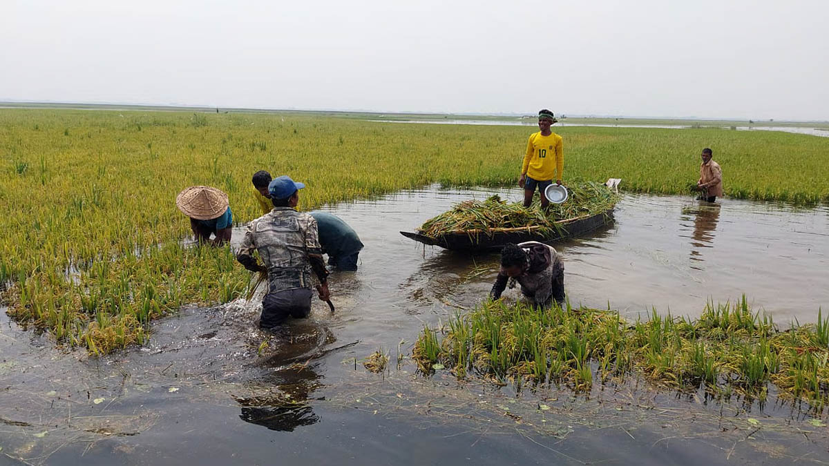 ১২০০ হেক্টর জমির বোরো ধান পানির নিচে