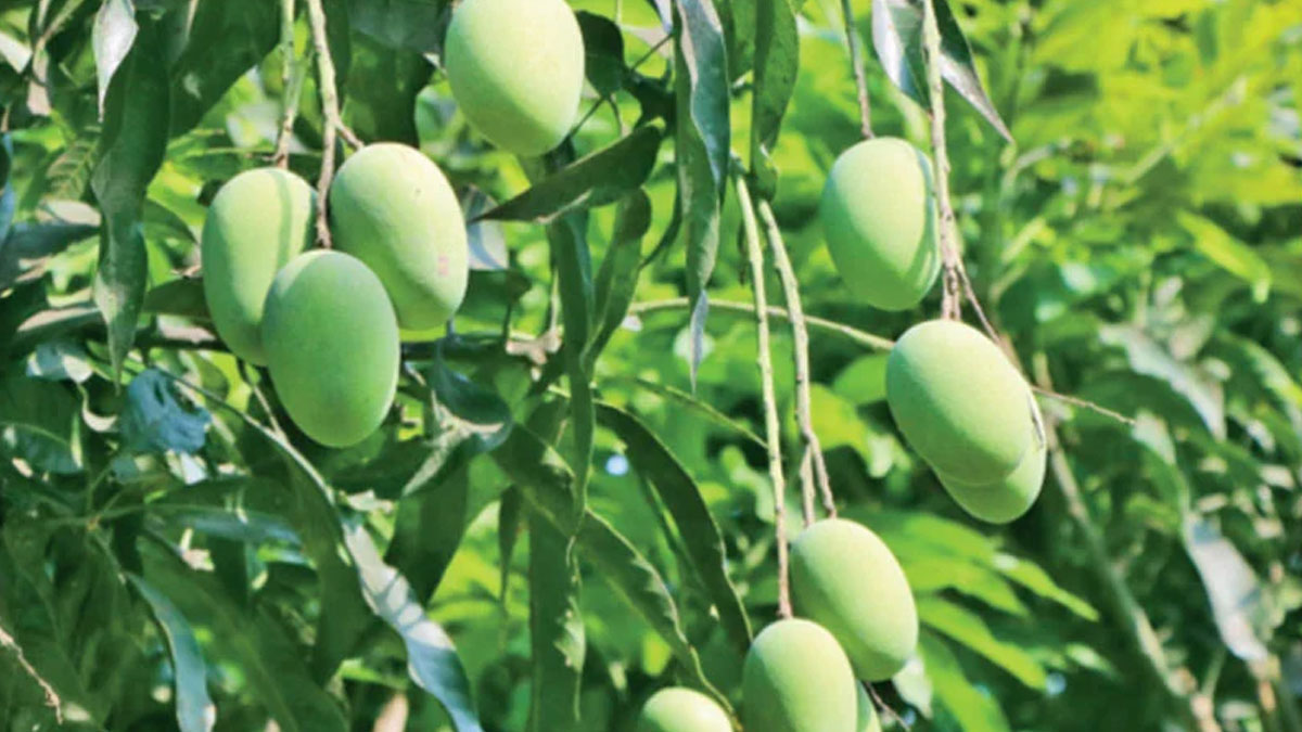 রাজশাহীতে ৪০, ঢাকায় ৯০ টাকা—একই আমের দামে কেন এত ব্যবধান?