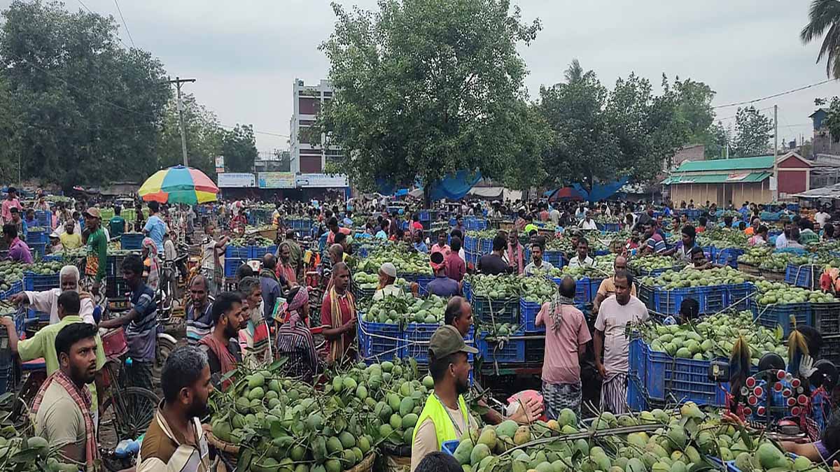 চাঁপাইনবাবগঞ্জে আমের ভরা মৌসুমে দাম নিয়ে চাষিদের হতাশা