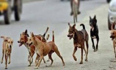 ফরিদপুরে পাগলা কুকুরের কামড়ে শিশুসহ আহত ১১