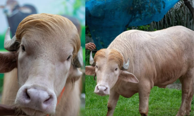 নারায়ণগঞ্জের ‘ডোনাল্ড ট্রাম্প’ এখন বিশ্ব মিডিয়ায়