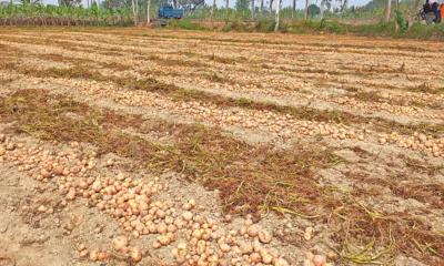 এক কেজি আলুর দামে মেলে না এক কাপ চা