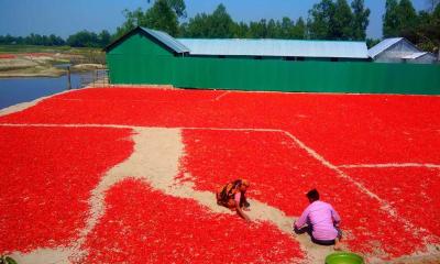 যমুনা চরের পলিমাটিতে ফলছে লাল সোনা, দামে খুশি চাষীরা