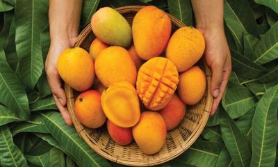 ওজন বাড়বে ভেবে আম এড়িয়ে চলছেন না তো?