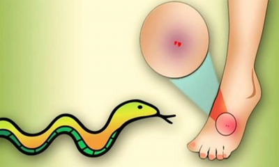 পাংশায় ঘুমের মধ্যে সাপের কামড়, স্কুলছাত্রীর মৃত্যু