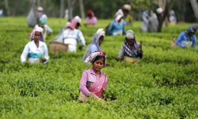 প্রভিডেন্ট ফান্ডের শত কোটি টাকা বকেয়া, অনিশ্চয়তায় চা শ্রমিকরা
