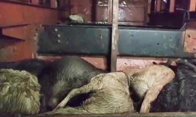 বাসের বাক্সে তীব্র গরমে দম বন্ধ হয়ে অর্ধশতাধিক ছাগলের মৃত্যু