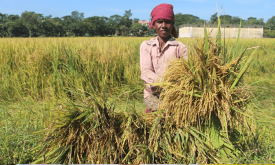কষ্টের ধান দুঃখ ছড়াচ্ছে কৃষকের সংসারে