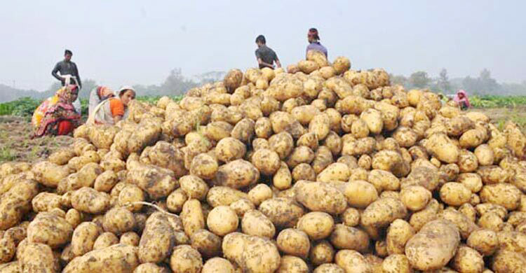 আলু রপ্তানিতে ফের সুবাতাস