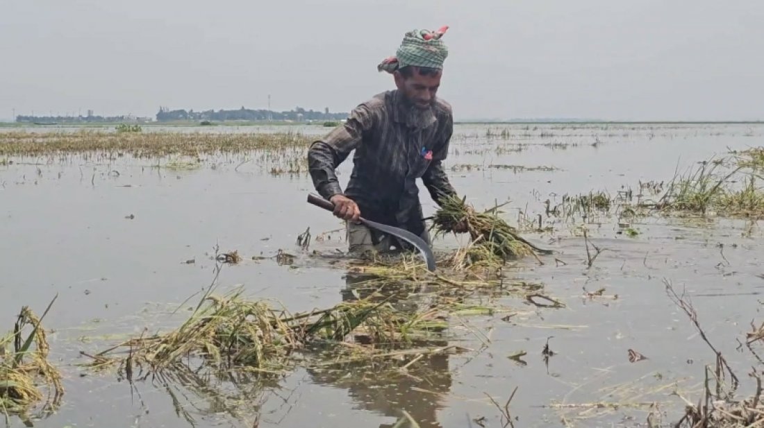 ডুবে গেছে হাজার হাজার একর ধান, কীভাবে বাঁচবে কৃষক