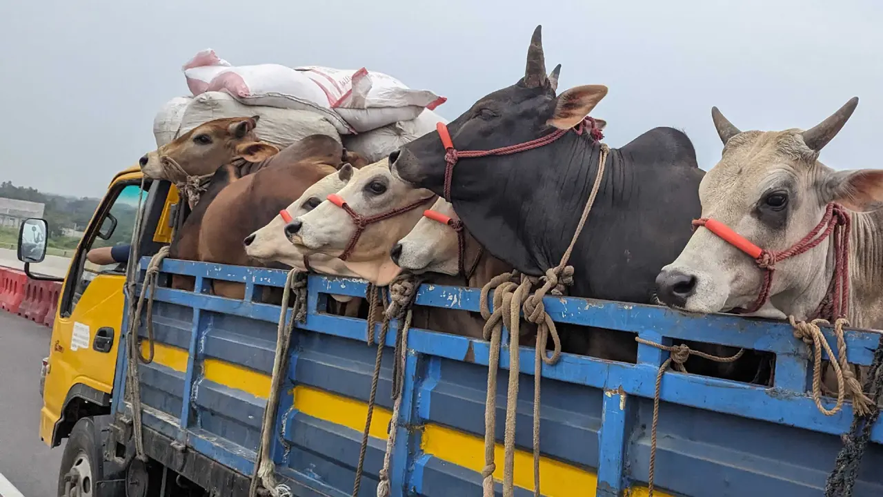 দে পশুবাহী ট্রাকে হাটের নাম-ঠিকানা প্রদর্শনের নির্দেশ