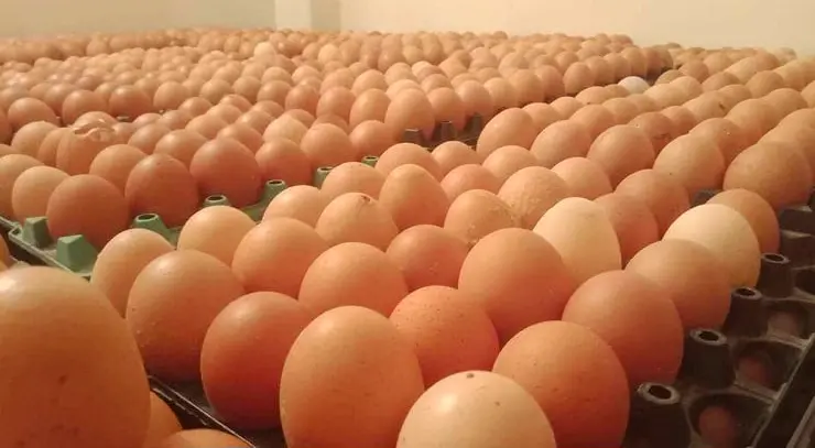 চার প্রতিষ্ঠানকে ভারত থেকে চার কোটি ডিম আমদানির অনুমতি