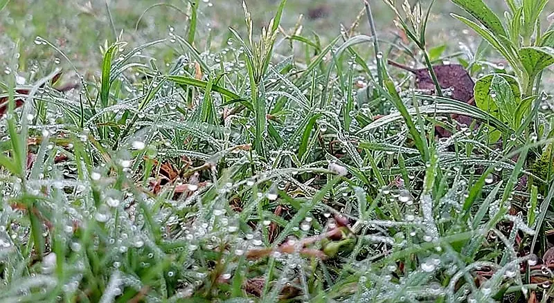 হেমন্তের শুরুতে পশ্চিম ও উত্তরের জেলাগুলোতে শুরু হয়েছে শীতের চিরচেনা রূপ